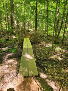 Wood plank boardwalk through the forest.